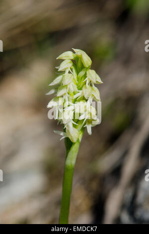 Dense blühenden Orchidee Neotinea Maculata, Andalusien, Spanien. Stockfoto