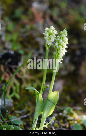 Dense blühenden Orchidee Neotinea Maculata, Andalusien, Spanien. Stockfoto