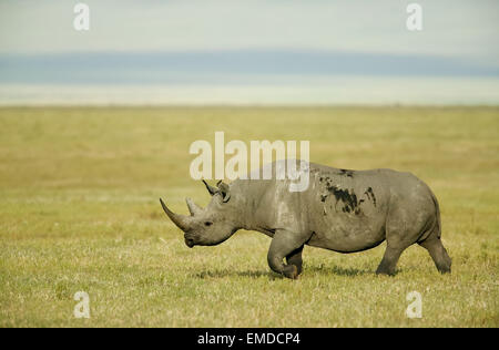 Schwarz (oder suchen) Rhino walking in Ngorongoro Crater, Tansania Stockfoto