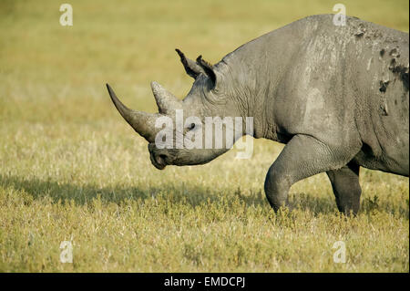 Schwarz (oder suchen) Rhino walking in Ngorongoro Crater, Tansania Stockfoto