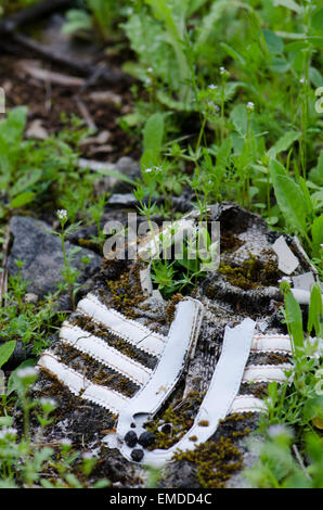 Eine verlorene Sneaker von Gras- und Moos überwuchert im Wald, Spanien. Stockfoto