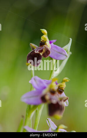 Waldschnepfe Orchidee, Ophrys Scolopax, Andalusien, Südspanien. Stockfoto