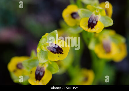 Gelbe Biene Orchidee, Ophrys Lutea, Andalusien, Südspanien. Stockfoto