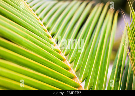 Frische grüne Palme Blätter Stockfoto