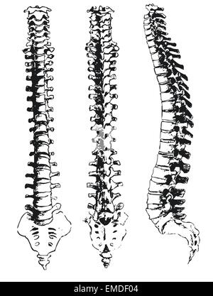 handgezeichnete Wirbelsäulensegmente Stock Vektor