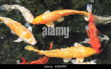 Hawaii, Oahu, Waikiki, Fischteich, Koikarpfen, Stockfoto