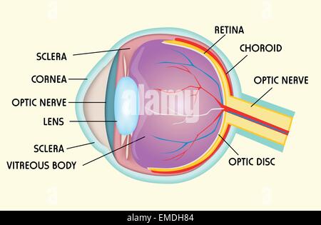 Augenstruktur Stock Vektor