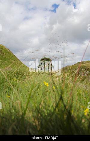 Hadrian Wand Bergahorn Lücke Stockfoto