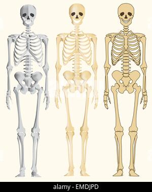 Menschliches Skelett Stock Vektor