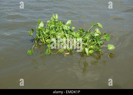 Schwimmende Wasserhyazinthe, Eichhornia Crassipes, schwebend in den Fluss Chao Phraya und invasive Verstopfung Unkraut der Wasserstraßen Stockfoto