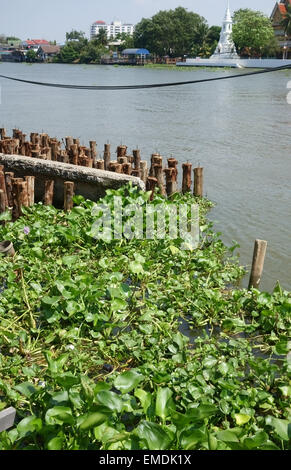 Wasserhyazinthe, Eichhornia Crassipes eingelegt in hölzernen Steg in den Chao Praya Fluss, schweren Unkraut die Wasserstraßen verstopft Stockfoto