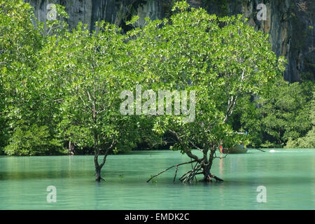 Mangrovenbäume stehen im Meerwasser bei Flut in der Lagune im Zentrum von Koh Hong, Provinz Krabi in Thailand Stockfoto