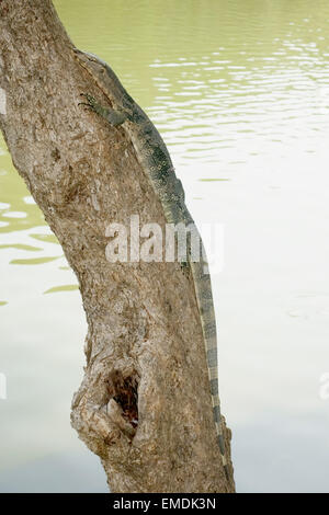 Ein junger Wasser Waran Varanus Salvator, auf einem Baumstamm im Lumphini-Park im Zentrum von Bangkok in Thailand Stockfoto