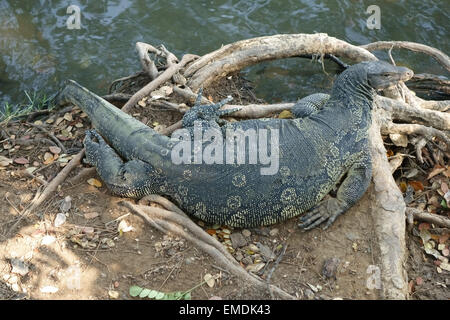 Eine große Wasser-Waran, Varanus Salvator, nach einer großen Mahlzeit im Lumphini-Park im Zentrum von Bangkok in Thailand Stockfoto
