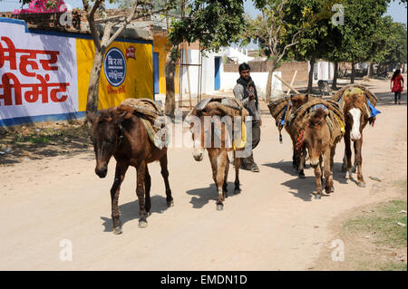 Khajuraho, Indien - 31. Januar 2015: Mann mit seiner Herde von Pferden auf der Straße von Khajuraho in Indien Stockfoto