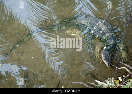 Eine große Wasser-Waran, Varanus Salvator, im Wasser am Rand des Sees im Lumphini-Park im Zentrum von Bangkok Stockfoto