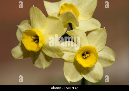 Gelben Blüten der Narzissen "Elritze" ein Frühling blühende Birne Stockfoto