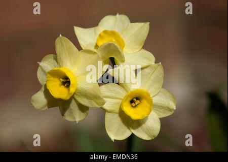 Gelben Blüten der Narzissen "Elritze" ein Frühling blühende Birne Stockfoto