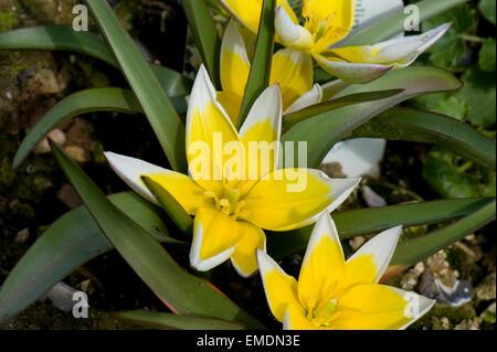 Gelbe und weiße Blumen Arten Tulpen, Tulipa Tarda, niedrig wachsenden Garten Lampe Stockfoto