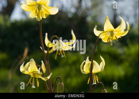 Des Hundes Zahn violett, Erythronium 'Pagode' gelbe Blumen auf und ornamentalen Garten Lampe Pflanze Stockfoto