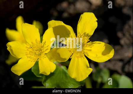 Gelben Blüten der Marsh Marigold oder Sumpfdotterblumen, Caltha Palustris, eine marginale Wasserpflanze Stockfoto