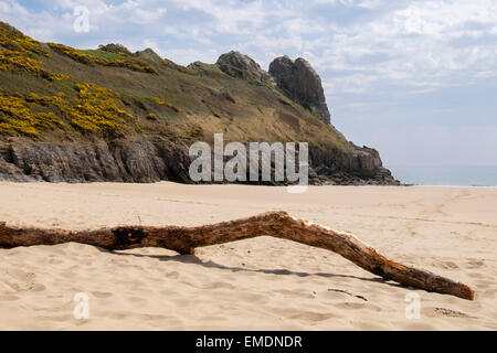 Treibholz-Protokoll auf dem Tor Bay sandigen Strand mit großen Tor felsigen Landzunge in Oxwich Bay auf Gower Halbinsel Swansea South Wales UK Stockfoto