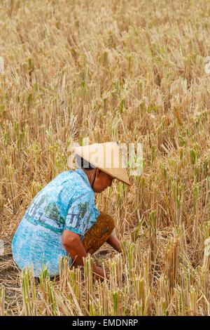 Frau arbeitet in einem Reisfeld in der Nähe der Stadt Yogyakarta. Java. Indonesien, Asien. Stockfoto