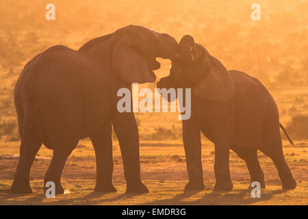 Zwei afrikanische Elefanten Tustle in das goldene Licht in der Nähe von Hapoor Dam, Addo National Park, Südafrika Stockfoto