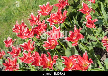 Rote Tulpen Feld im Frühling Stockfoto