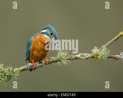 Gemeinsamen Eisvogel (Alcedo Atthis) Erwachsenen auf Ast im Regen mit Fisch, Droitwich, Worcestershire, England. Stockfoto