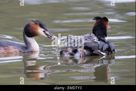 Haubentaucher (Podiceps Cristatus) mit jungen Küken reitet auf dem Rücken in See und ein kleiner Fisch durch das Männchen gefüttert. Stockfoto