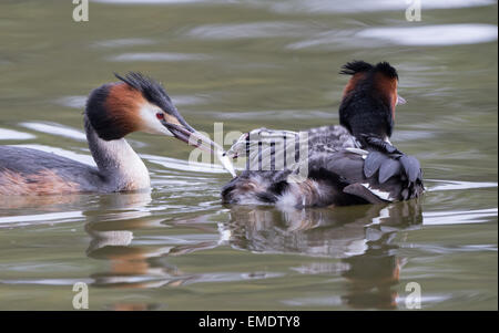 Haubentaucher (Podiceps Cristatus) mit jungen Küken reitet auf dem Rücken in See und ein kleiner Fisch durch das Männchen gefüttert. Stockfoto