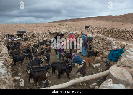 Nomadische Berber, Leben in Höhlen in den zentralen hohen Atlas-Gebirge in der Nähe von Jebel Talouit (Berg). Stockfoto
