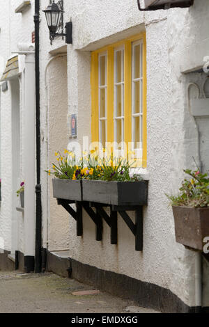 Narzissen im Fenster Blumenkasten vor Haus in Polperro, Cornwall, England Stockfoto