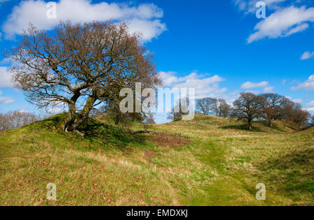 Eichen am Graben Hill Eisenzeit Hügel Fort, Hopesay, Shropshire. Stockfoto