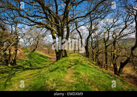 Ein Weg entlang der Stadtmauer von Burrow Hill Eisenzeit Hügel Fort, Hopesay, Shropshire. Stockfoto