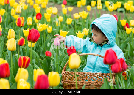 Entzückende Kleinkind Mädchen sammeln Tulpen Stockfoto