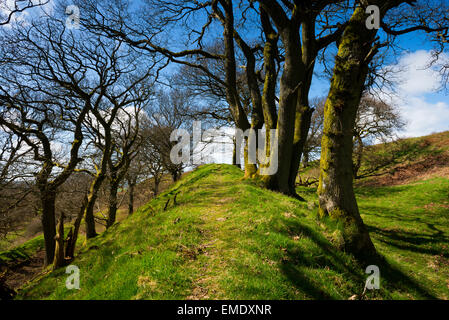 Eine Allee von Bäumen auf den Wällen der Graben Hill Eisenzeit Hügel Fort, Hopesay, Shropshire. Stockfoto