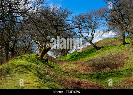 Die Stadtmauer von Burrow Hill Eisenzeit Hügel Fort, Hopesay, Shropshire. Stockfoto