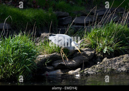 ein Graureiher sucht nach Fisch in den Fluss Mersey in Didsbury, South manchester Stockfoto