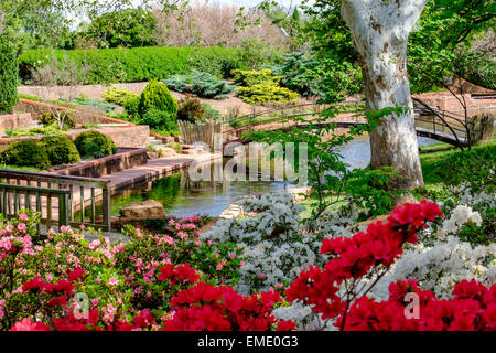 Eine wunderschöne Szene mit Frühlingsblühenden Azaleen im öffentlichen Park von will Rogers in Oklahoma City, Oklahoma, USA. Stockfoto