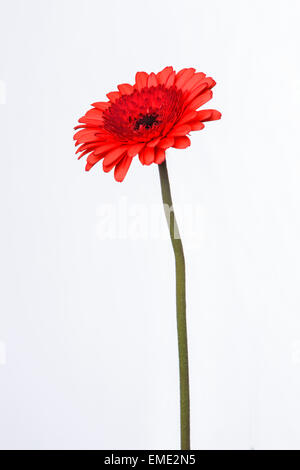 Rote Gerbera Blumen auf weißem Hintergrund Stockfoto