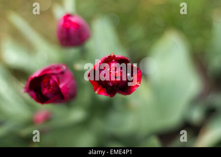 Tulpen im Frühling nach Regen Stockfoto