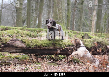 Zwei Cocker Spaniels im Wald spielen. Man springt über einen gefallenen Baumstamm mit einem Stock in den Mund. Stockfoto