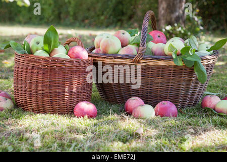 Apfelernte in Körben Stockfoto