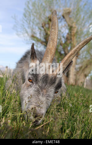 graue Ziege Weiden auf Rasen hautnah Stockfoto