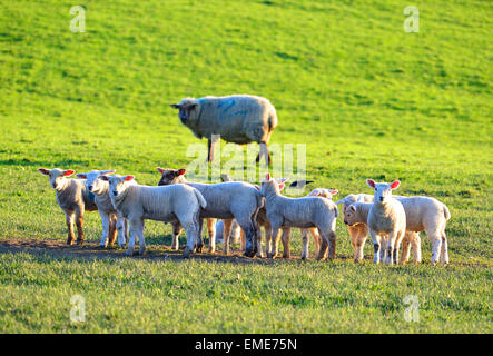 Herde Lämmer von Schafen in einem Feld bei Burt, County Donegal, Irland beobachtet. Stockfoto