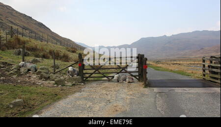 Schafe, die Verlegung durch einen Zaun im Lake District Stockfoto