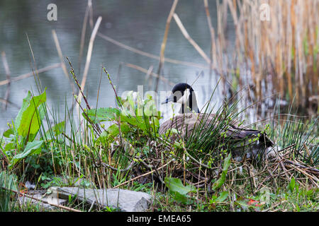 Eine Kanadagans (Branta Candensis) sitzt auf den Eiern auf einer kleinen Insel in der Mitte der kleinen Pool im Cilgerran. Stockfoto