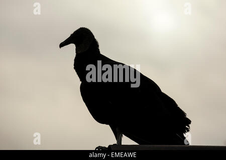 Silhouette Black Vulture (Coragyps Atratus) entlang der Anhinga Trail in die Everglades. Stockfoto